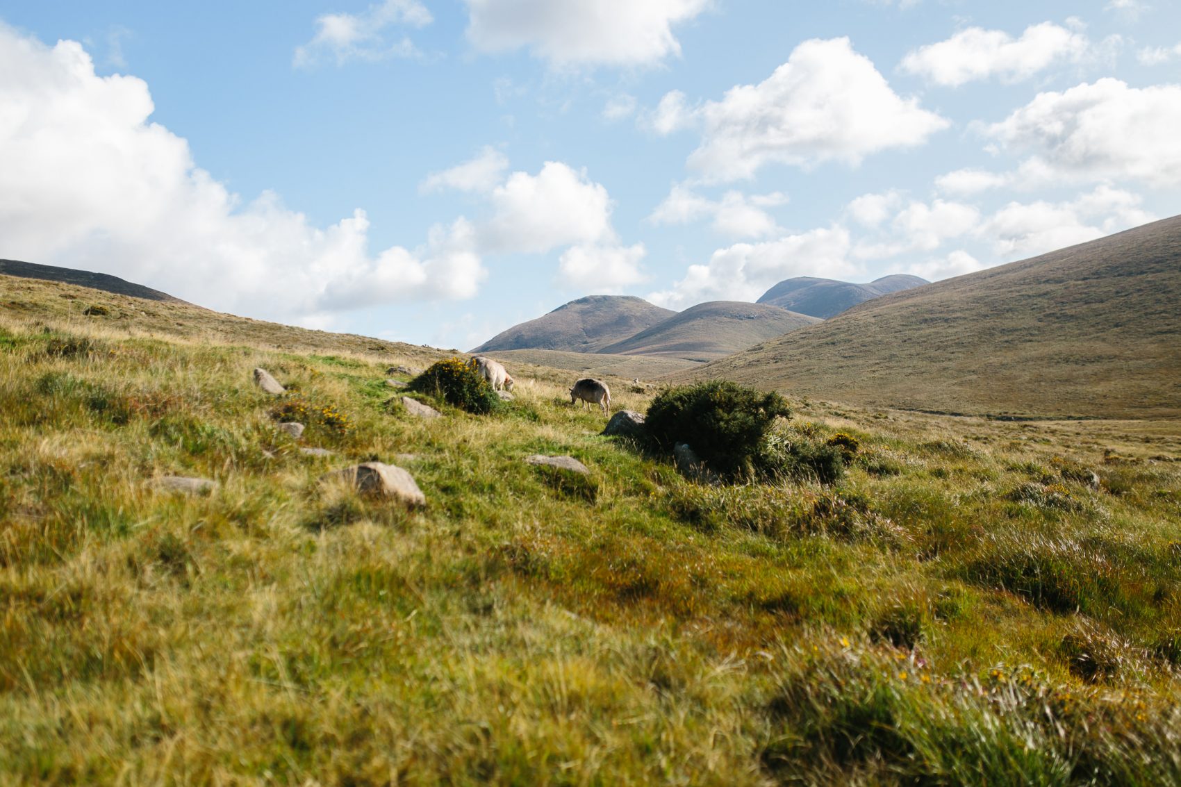 rk-web-98-1700x1133 Richard and Kate // Mourne Mountain Engagement Shoot